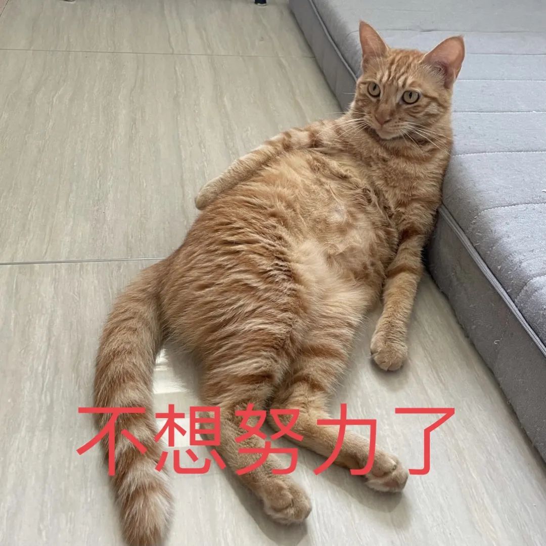 图片[8]-副业在家怎么养猫-被流浪小猫咪“收留”后开启副业成为博主！简直泰裤辣！-优创圈