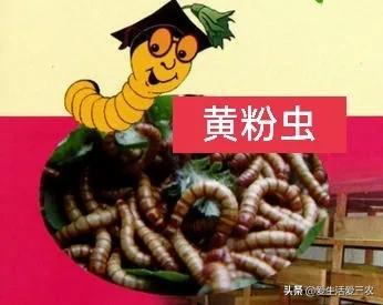 副业在家养殖_养殖在家副业赚钱吗_家里养殖副业
