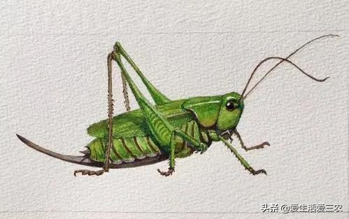 家里养殖副业_副业在家养殖_养殖在家副业赚钱吗