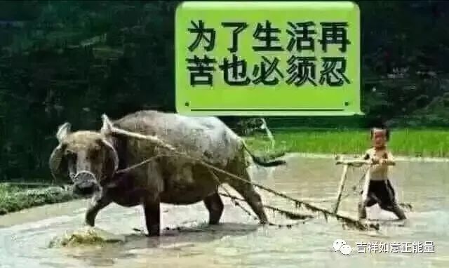 农民家庭副业_农民在家搞副业_农民在家创业做什么好