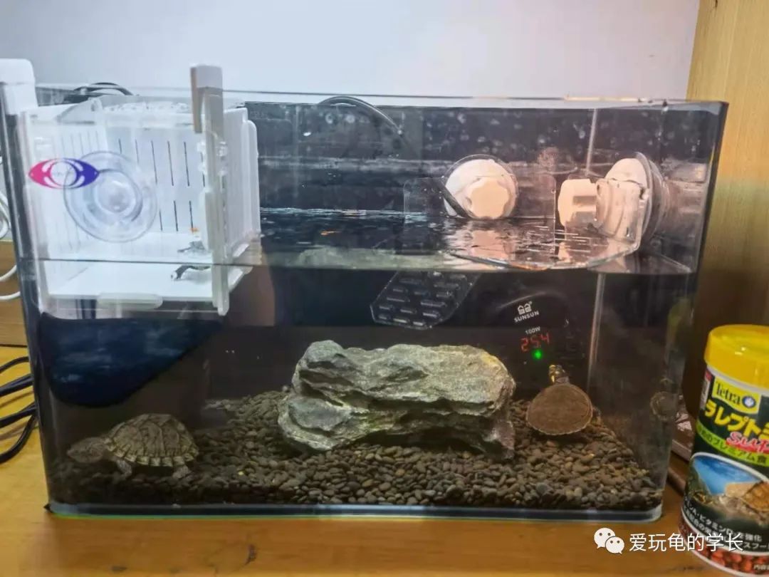 在家养乌龟副业_在家养乌龟怎么养比较好_在家养乌龟好吗风水