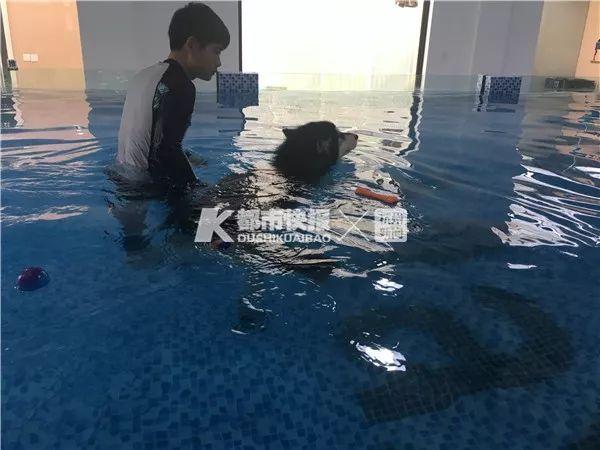 在家养狗副业做什么赚钱_在家养狗做副业_副业养狗可以赚钱吗