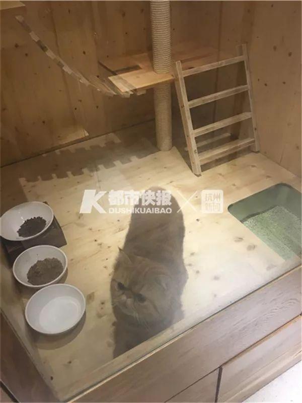 在家养狗做副业_在家养狗副业做什么赚钱_副业养狗可以赚钱吗