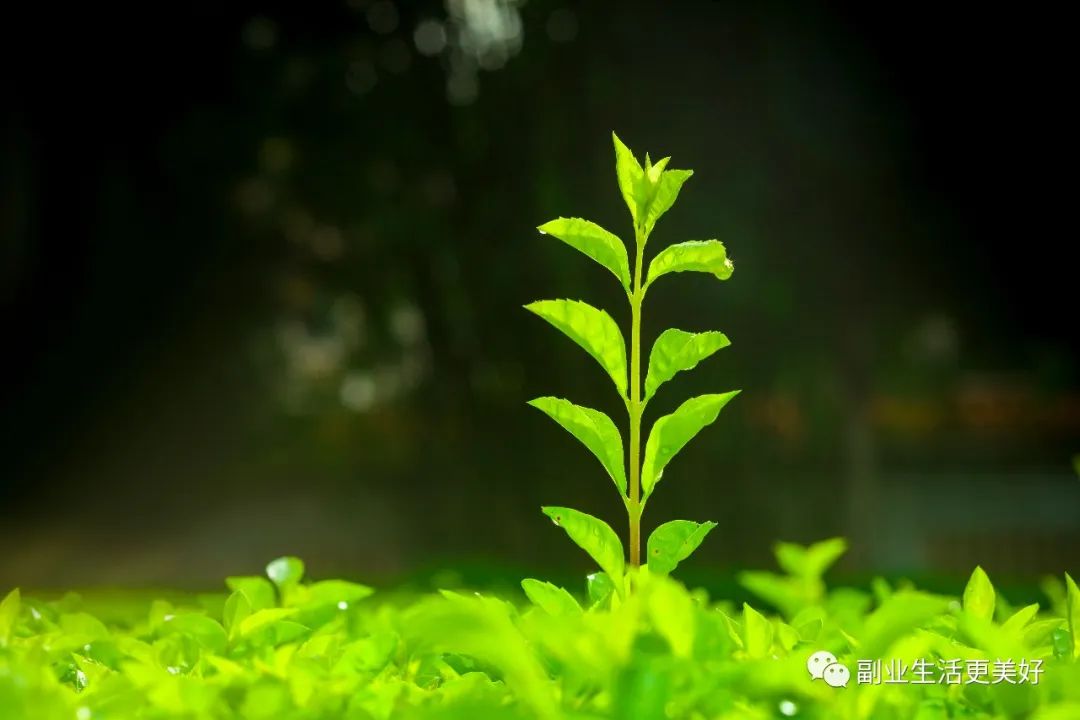 干货在家赚钱副业怎么样_干货在家赚钱副业怎么做_在家副业干货赚钱嘛