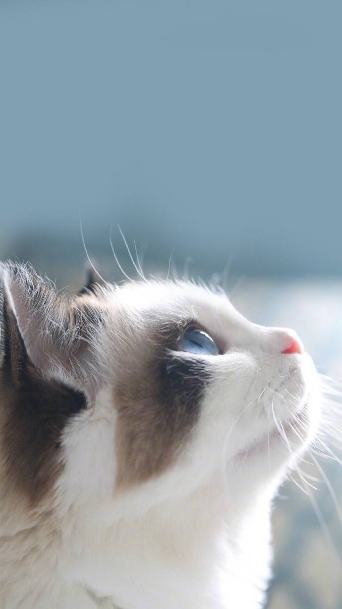 怎么在家养猫副业-新手养猫指南攻略｜建议收藏-优创圈