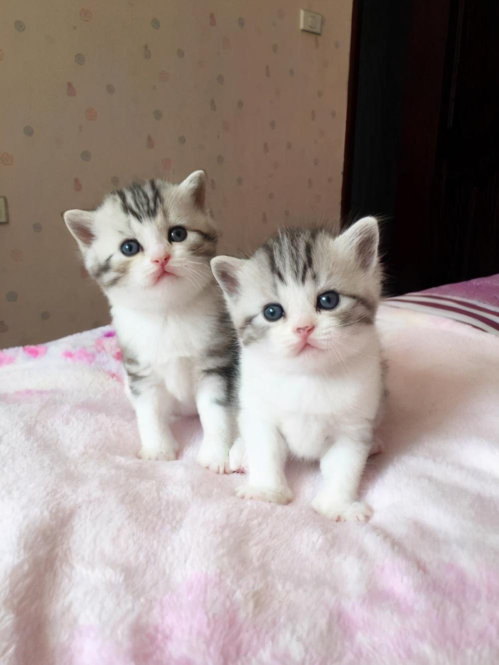 怎么在家养猫副业_家庭养猫赚钱吗_在家养猫创业