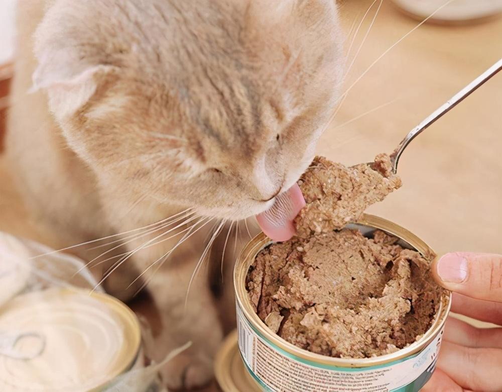 在家养猫创业_家庭养猫赚钱吗_怎么在家养猫副业