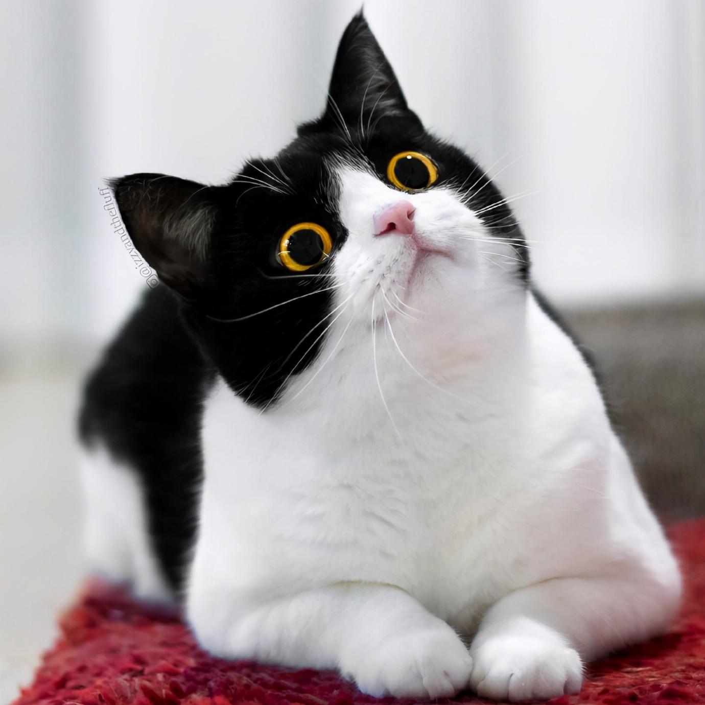 在家养猫创业_家庭养猫赚钱吗_怎么在家养猫副业