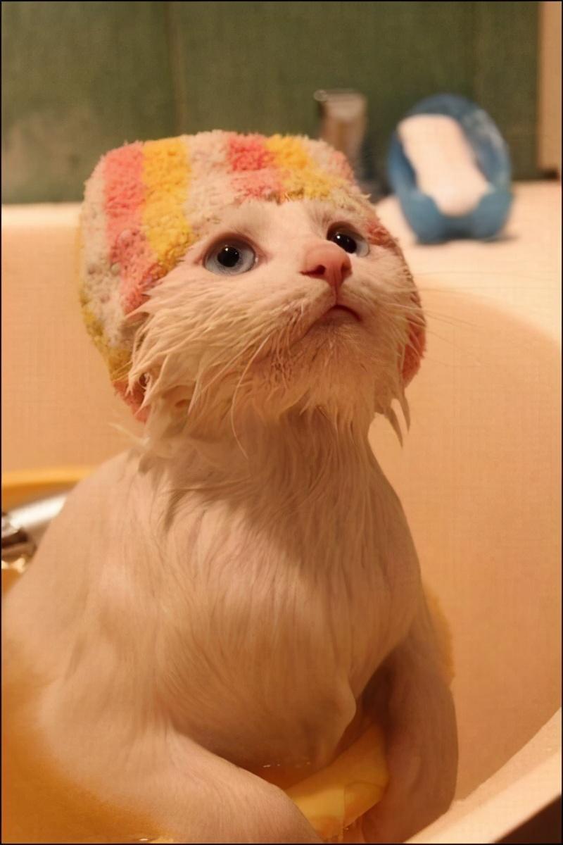 怎么在家养猫副业_在家养猫创业_家庭养猫赚钱吗