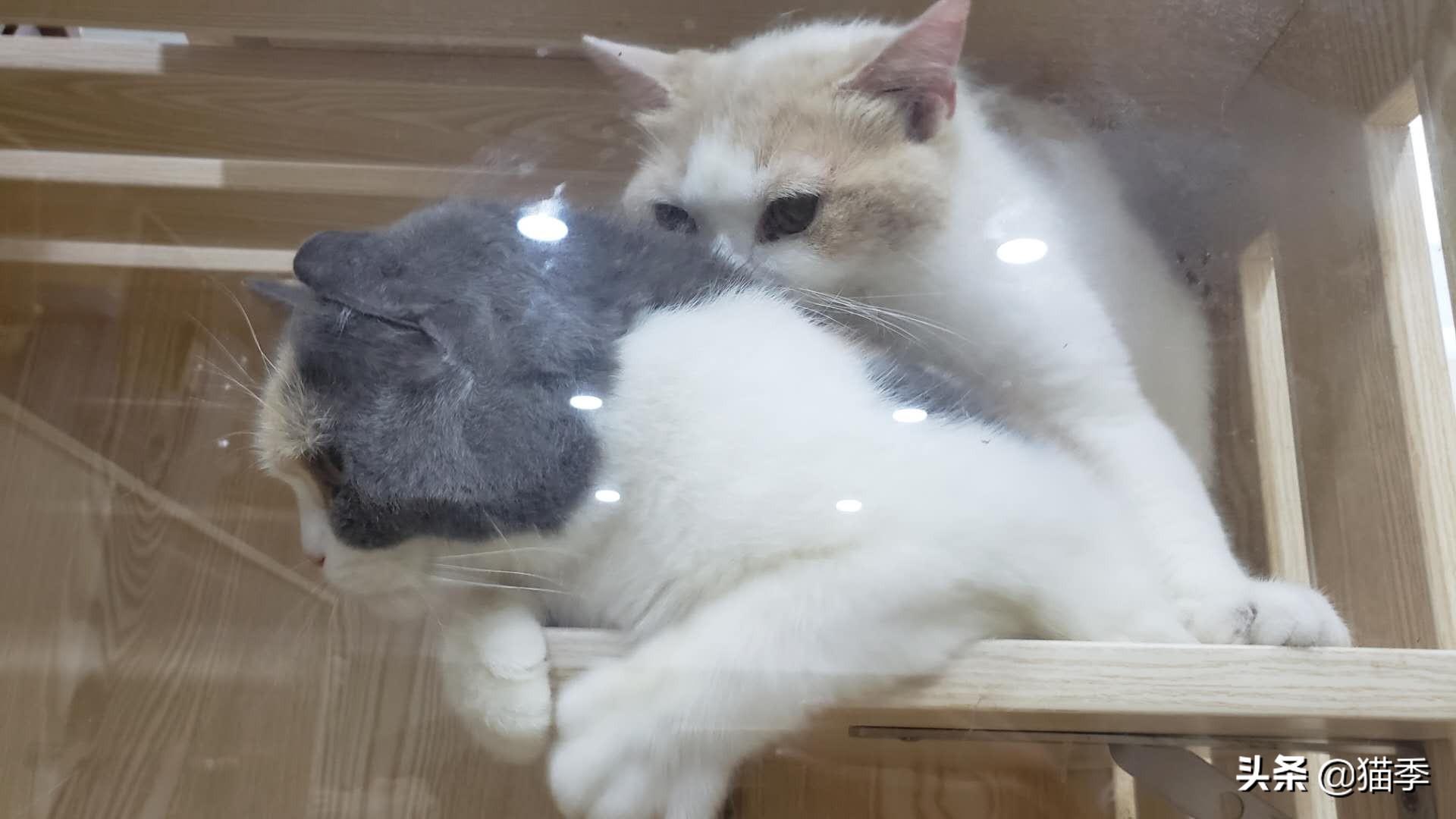 在家副业做猫咪繁育-猫咪交配经验交流，建议收藏#「闪光时刻」主题征文 二期#-优创圈