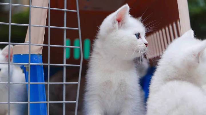 在家副业做猫咪繁育-家里还繁育了小猫卖不出去了怎么办？超实用干货分享-优创圈