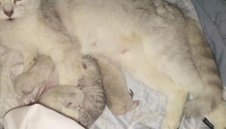 做家庭繁育猫咪_在家副业做猫咪繁育_家庭繁育宠物猫赚钱吗