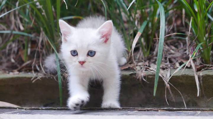 家庭繁育宠物猫赚钱吗_做家庭繁育猫咪_在家副业做猫咪繁育