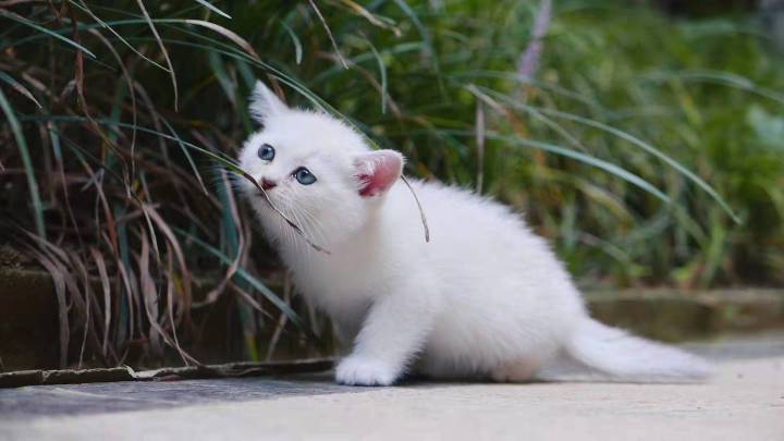 家庭繁育宠物猫赚钱吗_做家庭繁育猫咪_在家副业做猫咪繁育