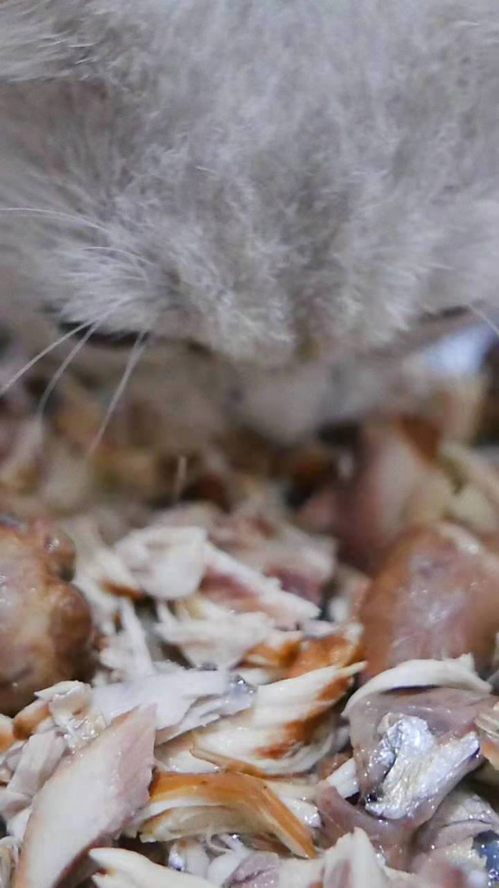 在家副业做猫咪繁育_做家庭繁育猫咪_家庭繁育宠物猫赚钱吗