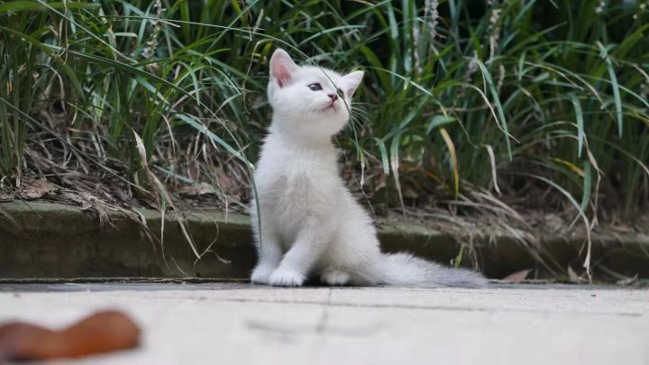 在家副业做猫咪繁育_家庭繁育宠物猫赚钱吗_做家庭繁育猫咪