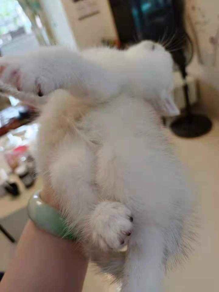 做家庭繁育猫咪_在家副业做猫咪繁育_家庭繁育宠物猫赚钱吗