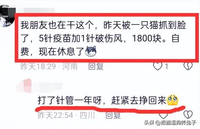 兼职宠物在家副业做怎么样_宠物兼职副业在家做_兼职宠物在家副业做什么好