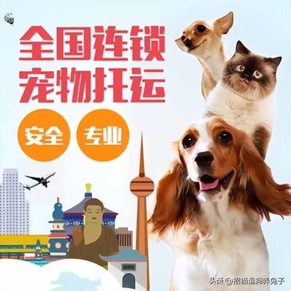 兼职宠物在家副业做什么好_兼职宠物在家副业做怎么样_宠物兼职副业在家做