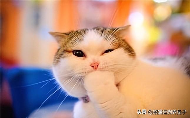 兼职宠物在家副业做怎么样_宠物兼职副业在家做_兼职宠物在家副业做什么好