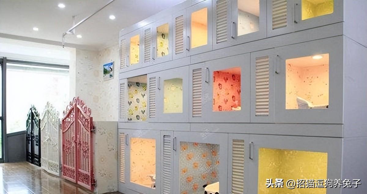 兼职宠物在家副业做怎么样_兼职宠物在家副业做什么好_宠物兼职副业在家做