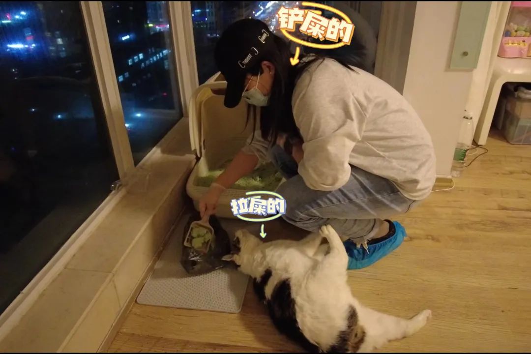 猫猫自己在家做副业_猫猫兼职_在家可以给猫做什么好吃的