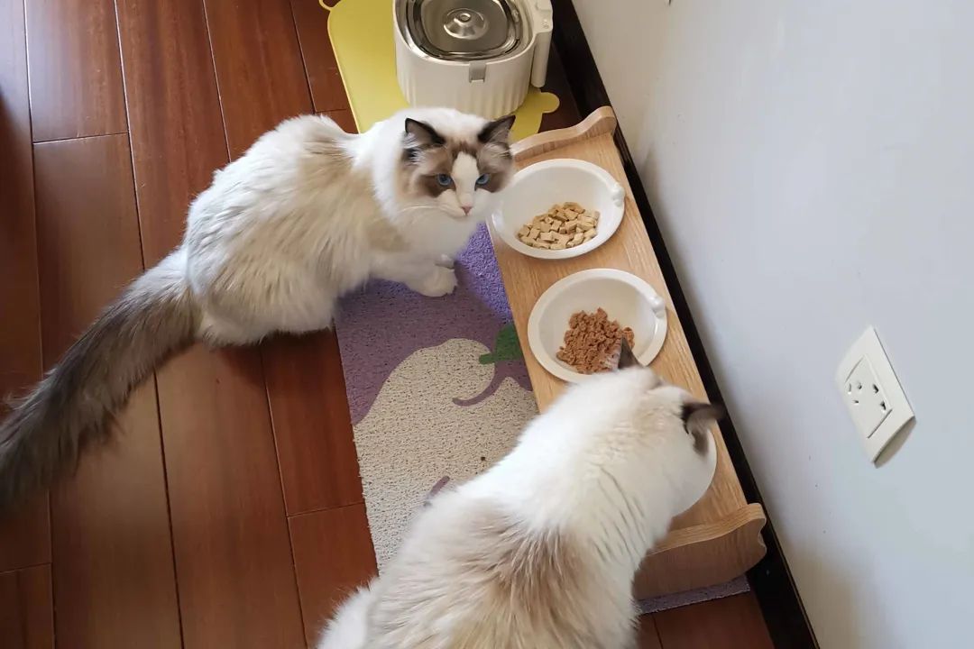 猫猫自己在家做副业_在家可以给猫做什么好吃的_猫猫兼职