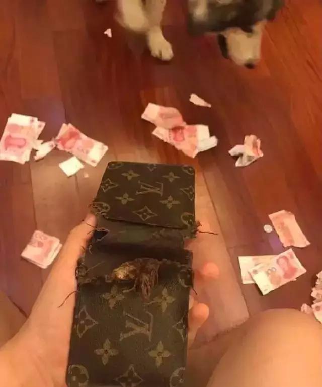 在家养狗赚钱吗_狗子自己在家做副业好吗_副业养狗可以赚钱吗