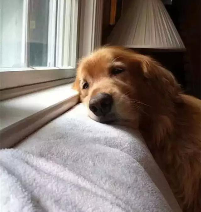 狗子自己在家做副业好吗_在家养狗赚钱吗_副业养狗可以赚钱吗