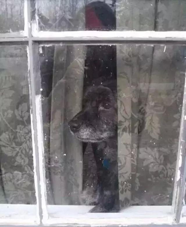 在家养狗赚钱吗_狗子自己在家做副业好吗_副业养狗可以赚钱吗