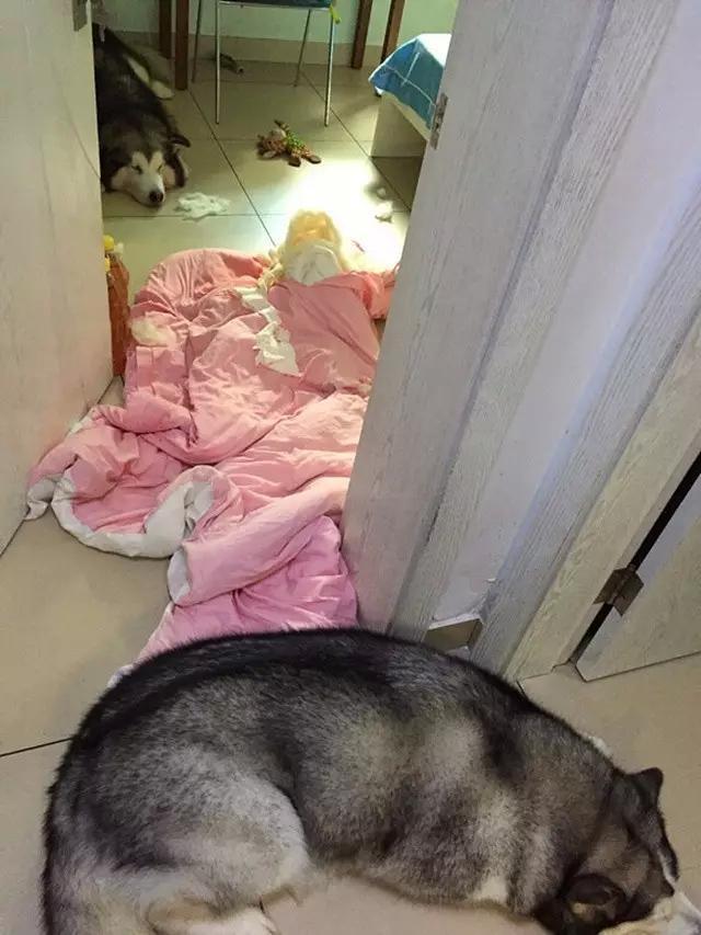 在家养狗赚钱吗_狗子自己在家做副业好吗_副业养狗可以赚钱吗