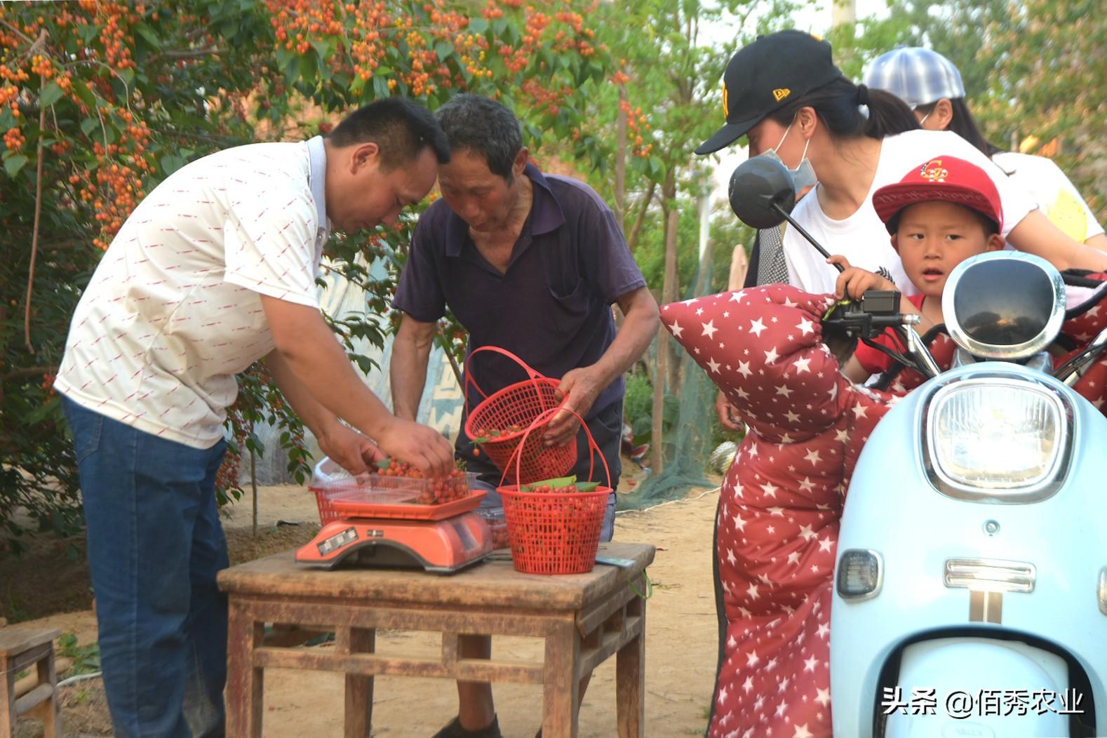 上班在家种植族副业可以吗_上班在家种植族副业赚钱吗_上班族在家副业种植