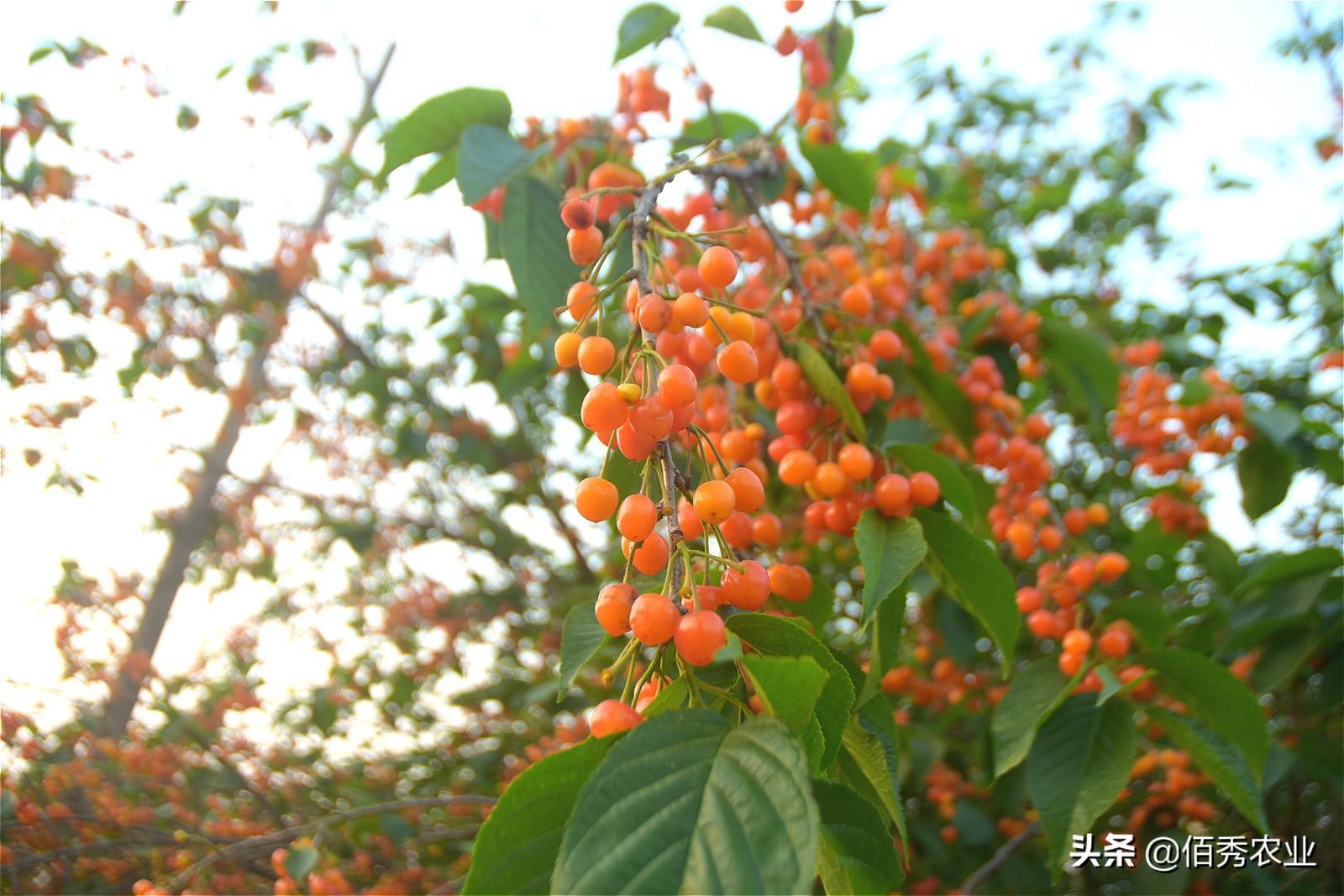 上班在家种植族副业可以吗_上班族在家副业种植_上班在家种植族副业赚钱吗