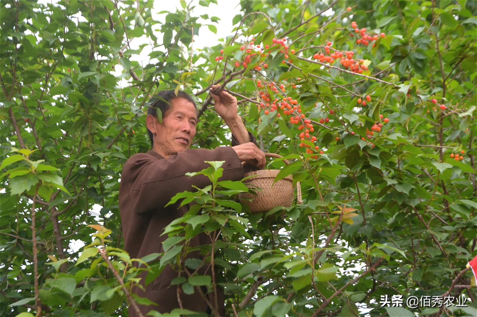 上班在家种植族副业赚钱吗_上班族在家副业种植_上班在家种植族副业可以吗