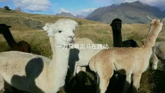赚钱去三亚_赚钱去小黄鸭壁纸_怎么去赚钱