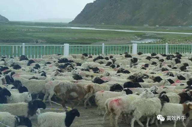 养兔子怎么赚钱_养兔子赚钱吗利润高吗_养兔子赚钱不