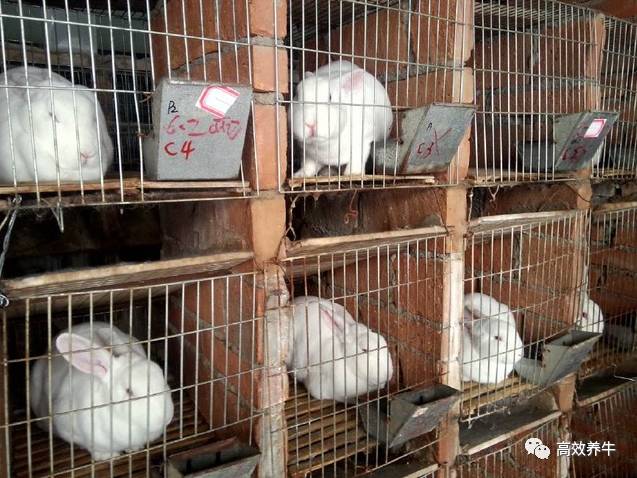 养兔子赚钱不_养兔子赚钱吗利润高吗_养兔子怎么赚钱