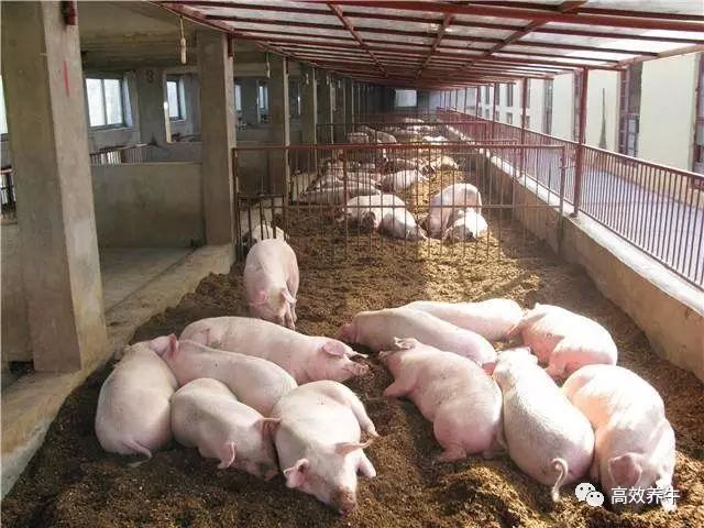 养兔子赚钱吗利润高吗_养兔子怎么赚钱_养兔子赚钱不