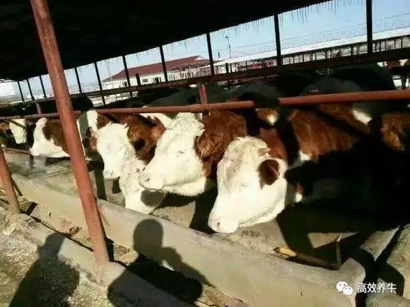 养兔子怎么赚钱_养兔子赚钱吗利润高吗_养兔子赚钱不