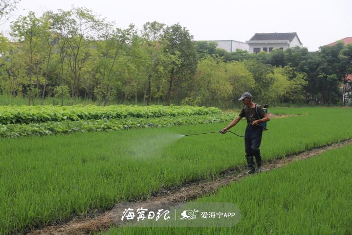 图片[2]-养蚕怎么赚钱-47年！海宁这个农民为繁荣蚕桑文化坚守一辈子-优创圈
