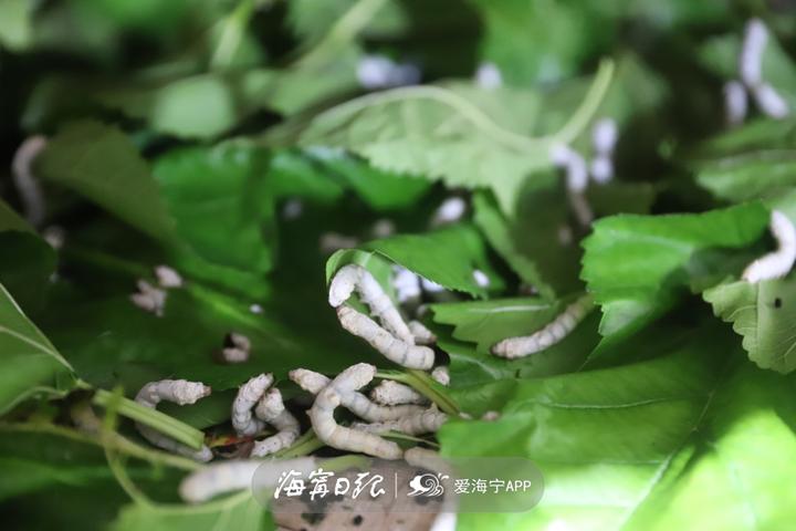 图片[3]-养蚕怎么赚钱-47年！海宁这个农民为繁荣蚕桑文化坚守一辈子-优创圈