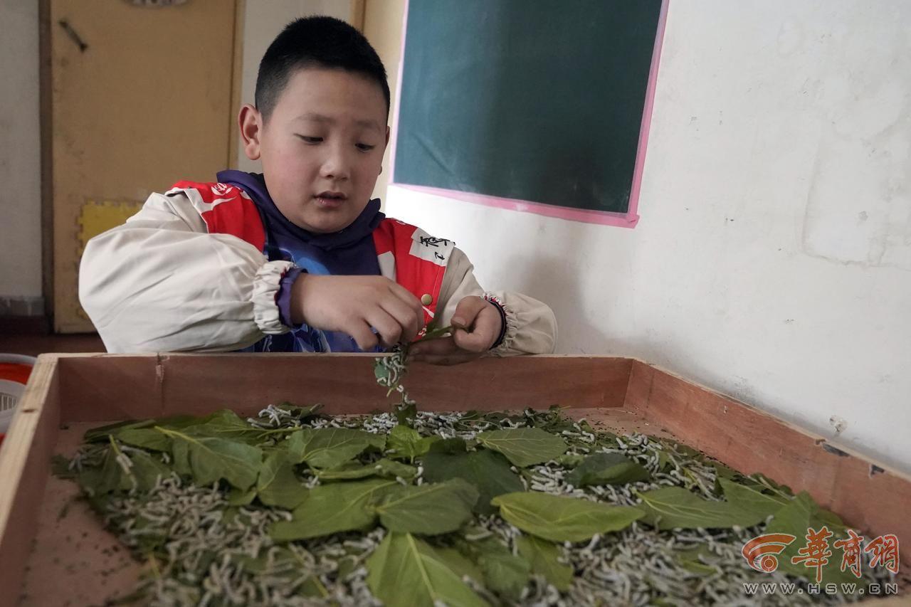 养蚕能赚多少钱_养蚕赚钱不_养蚕怎么赚钱