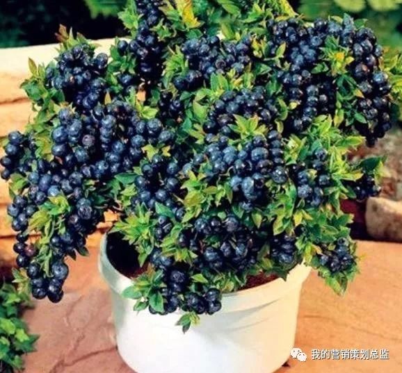 水果生意赚钱做什么_水果生意怎么做才赚钱_做水果生意赚钱么