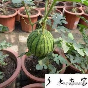 水果生意怎么做才赚钱_水果生意赚钱做什么_做水果生意赚钱么