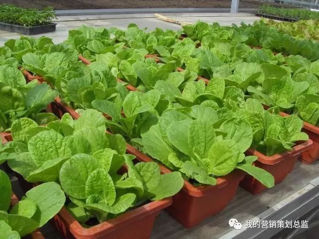 水果生意怎么做才赚钱_水果生意赚钱做什么_做水果生意赚钱么
