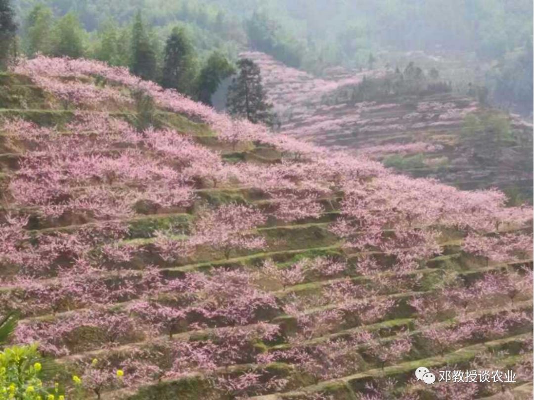 果园赚钱游戏最新版_果园怎么赚钱_果园赚钱软件下载