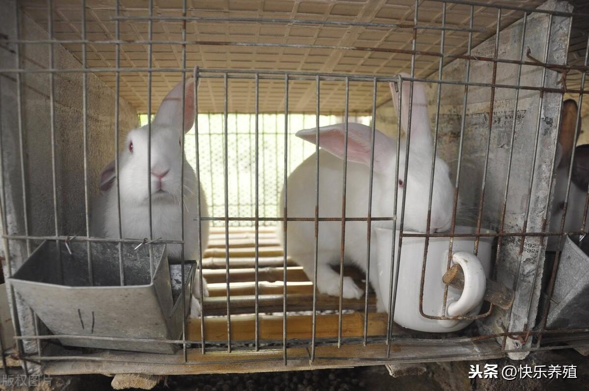 兔子怎么赚钱-兔价7元/斤，养兔能赚钱吗？真实养兔效益分析-优创圈