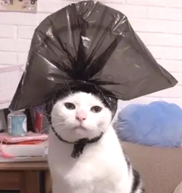 养猫咪赚钱_怎么养猫赚钱_养猫能赚多少钱