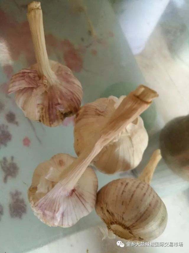 图片[5]-大蒜怎么赚钱-大蒜赚钱秘诀，经营大蒜你别‘贪’-优创圈