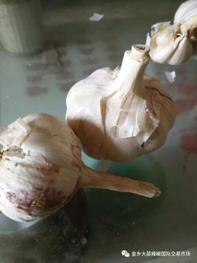 图片[6]-大蒜怎么赚钱-大蒜赚钱秘诀，经营大蒜你别‘贪’-优创圈